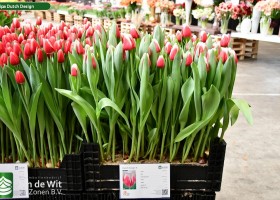 Tulipa Dutch Design ® (1)